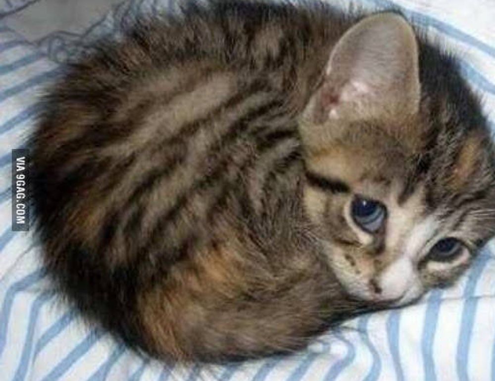 benefits of immorpos35.3 software