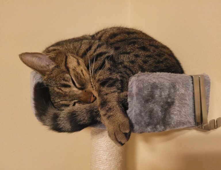 codes error rcsdassk