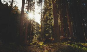 game evebiohaztech pc