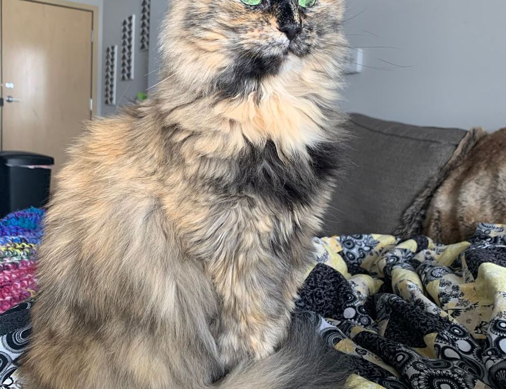 gaming vivid2201 patches