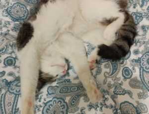 new version etsjavaapp