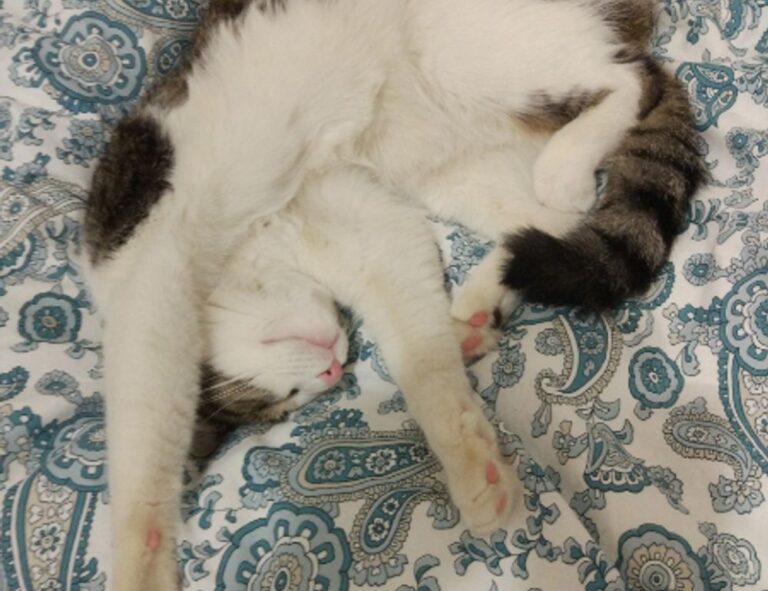 new version etsjavaapp