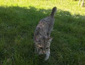 zenvekeypo4 software