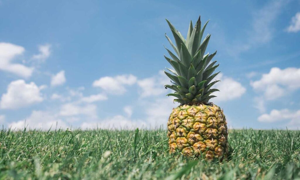 zopalno number flight