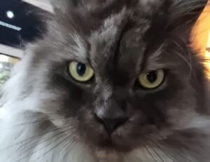 are online reviews reliable bfncreviews