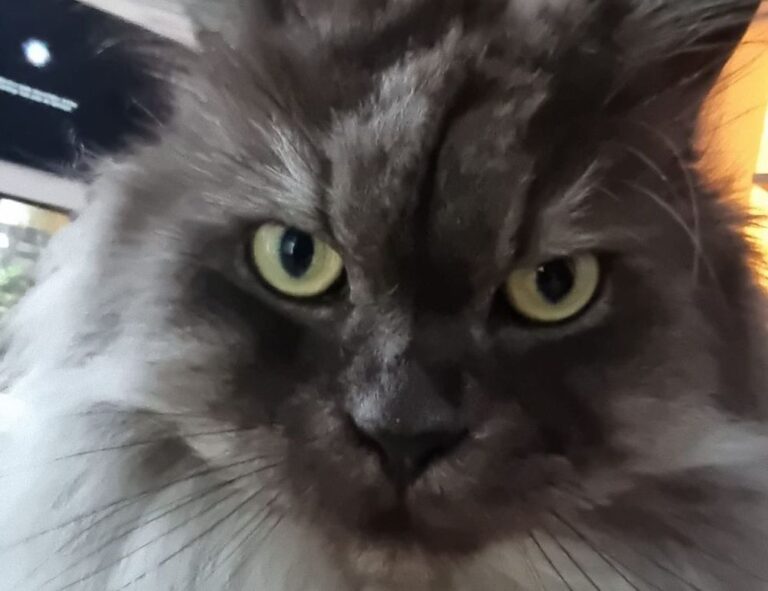 are online reviews reliable bfncreviews