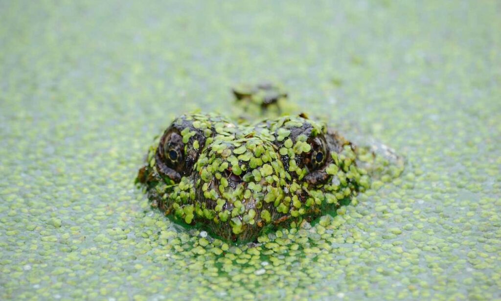 best cheap gaming pc upgrades jogameplayer