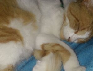 best game tutorials tportgametek