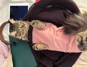 compare gaming consoles tportesports