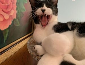 console gaming tportulator