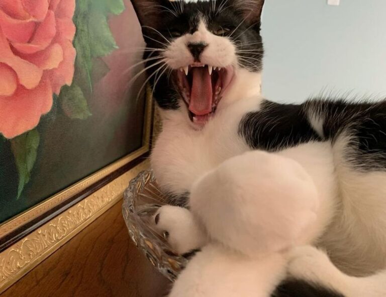 console gaming tportulator