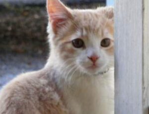 console gaming updates tportulator