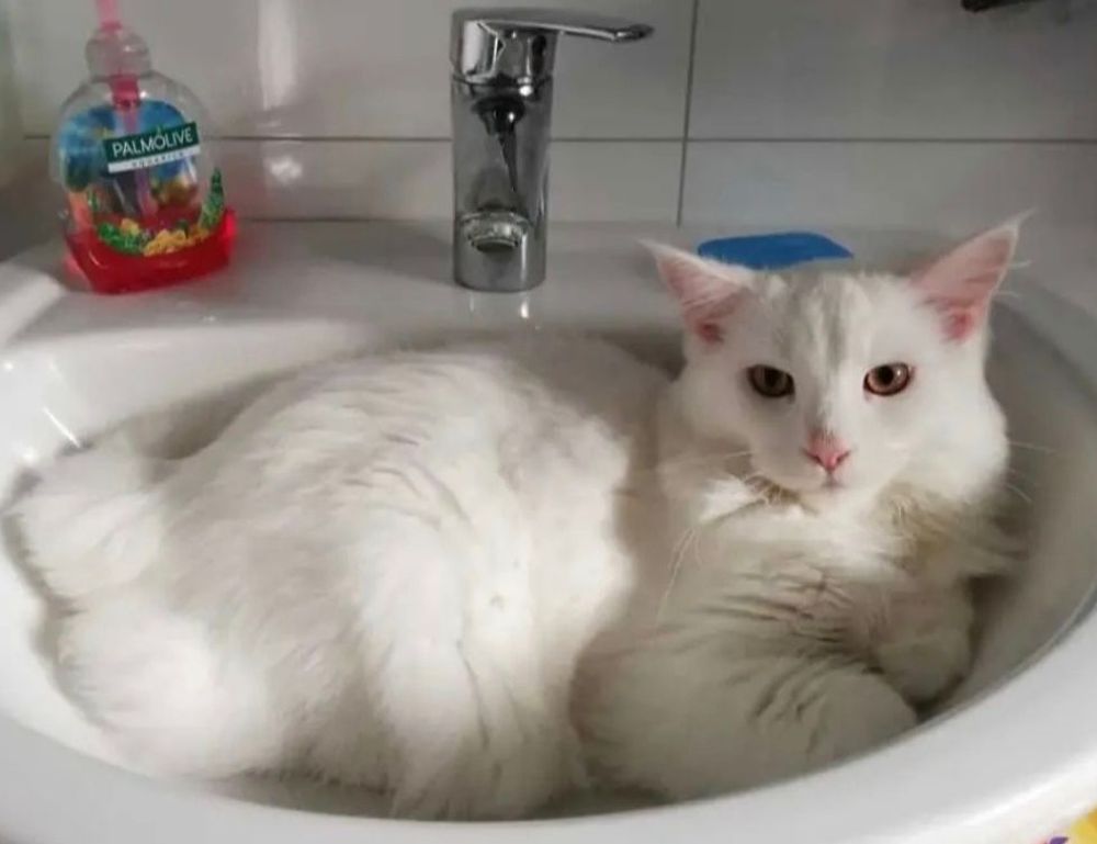 console news tportulator