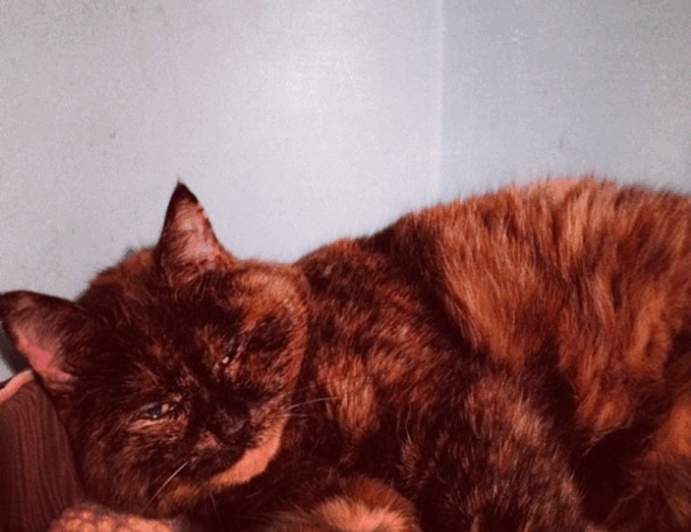 console tech tportulator