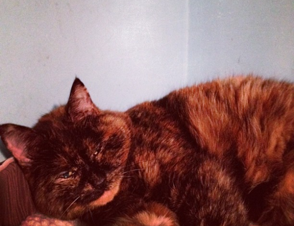 console tech tportulator