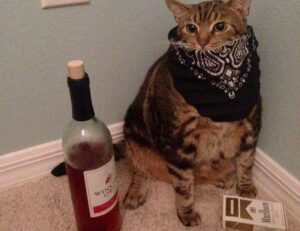 difference between gamer and player tportesports