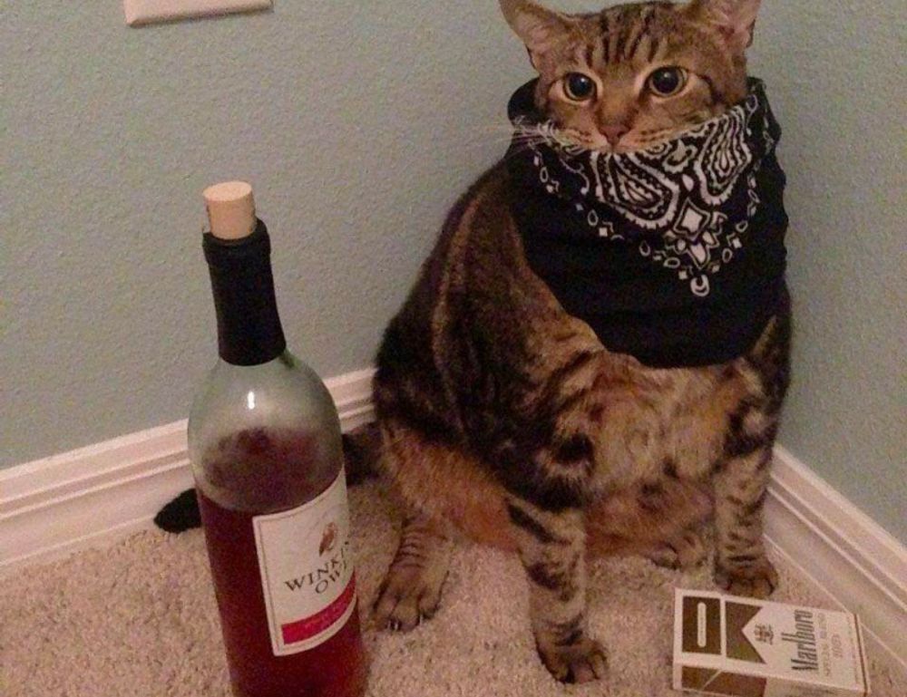 difference between gamer and player tportesports