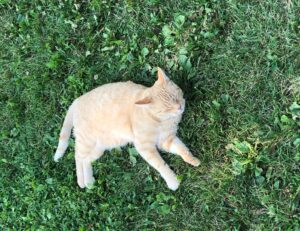 download updates scookiepad