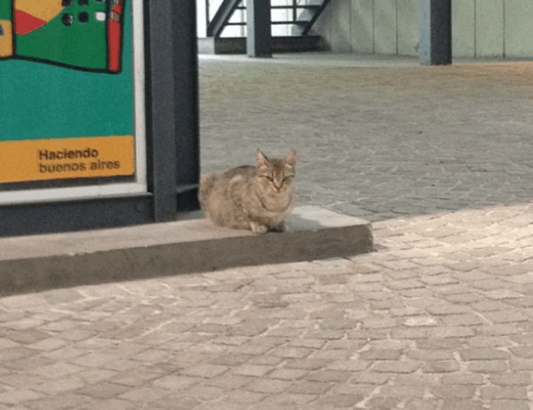 gaming console news tportulator