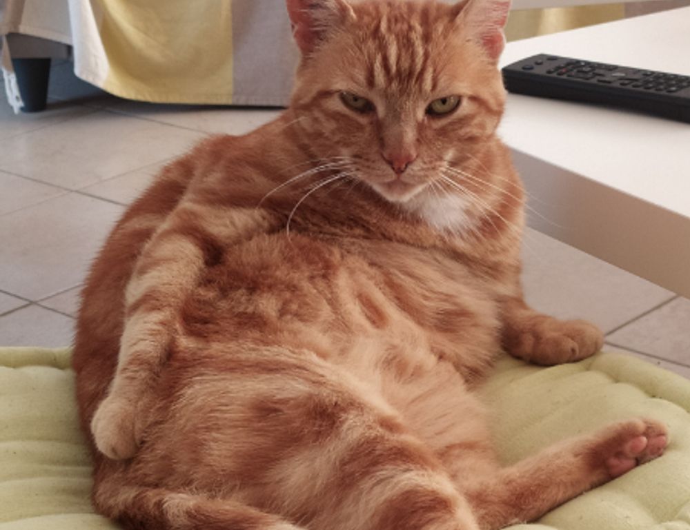 gaming infoguide gamrawresports