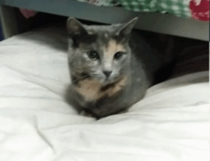 gamrawresports latest gaming hacks by gamerawr