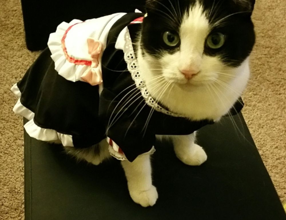 how to stream with tgarchiveconsole