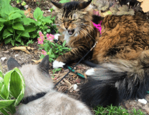 jogamesole special settings by javaobjects