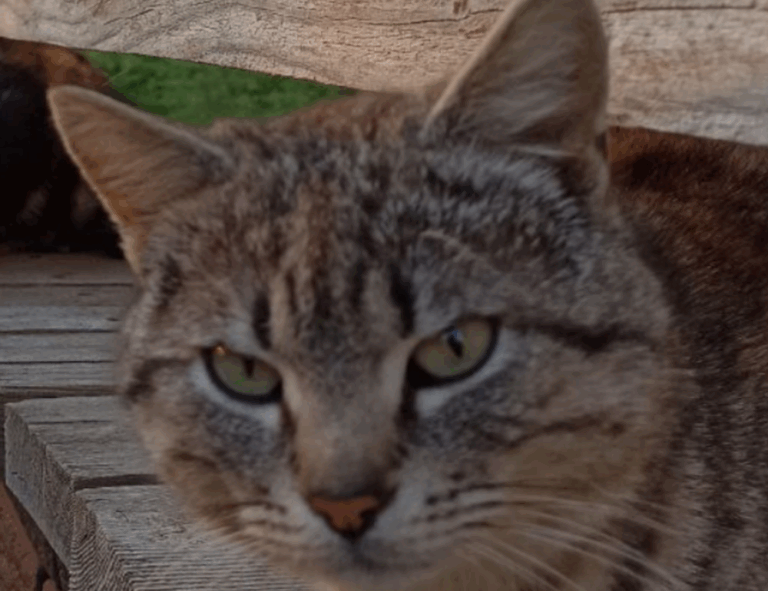 manual pdf jogamesole