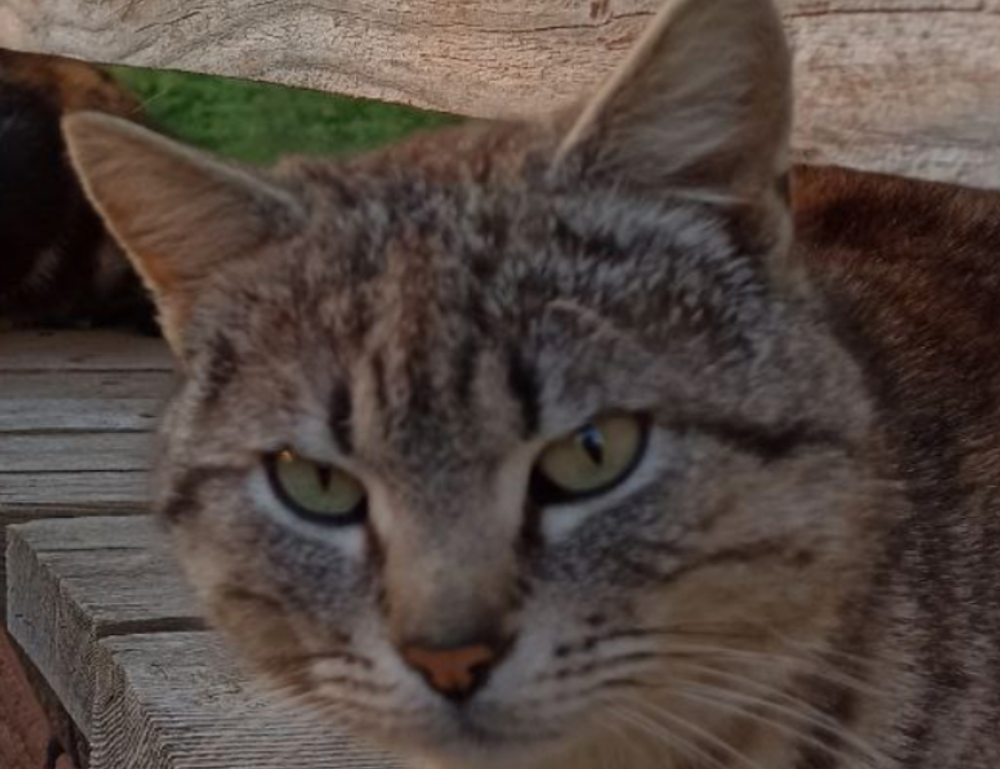 manual pdf jogamesole