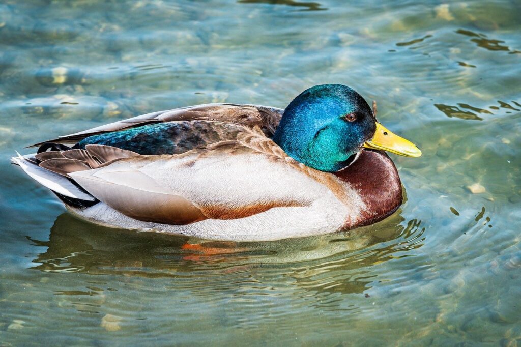 new updates scookiepad