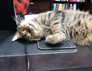 player tutorial tportesports