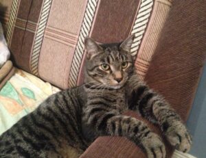 recommended gaming pc build tportesports