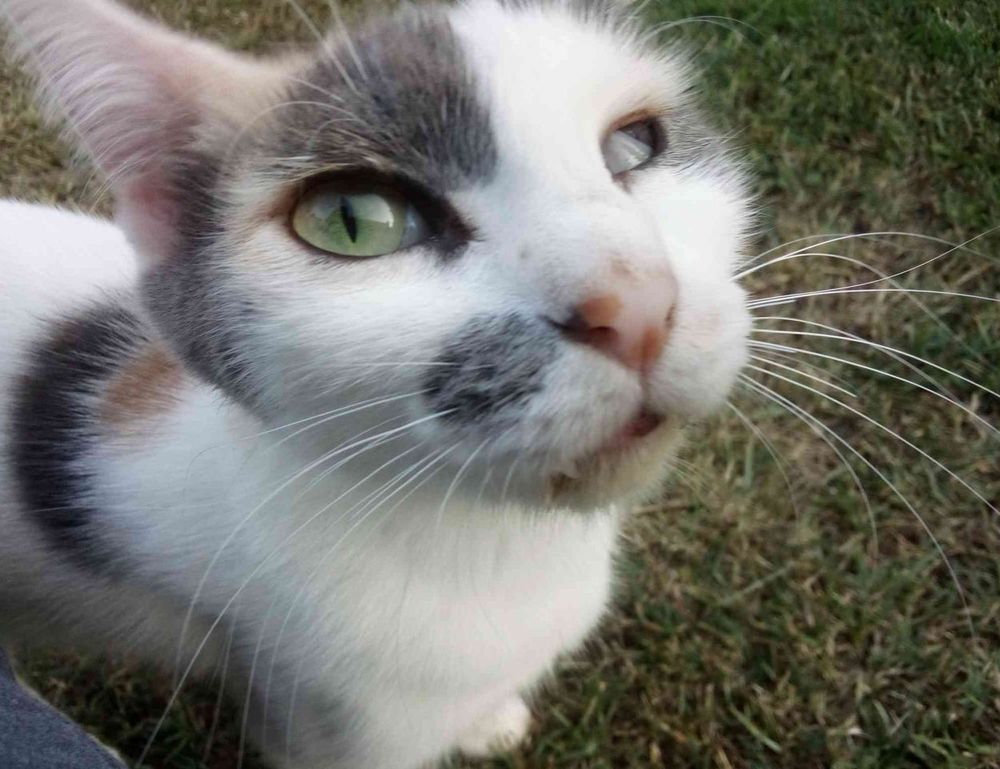 tech news console tportulator