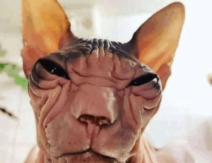 tgarchiveconsole upgrades