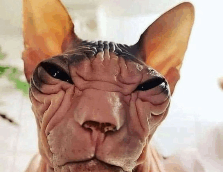 tgarchiveconsole upgrades