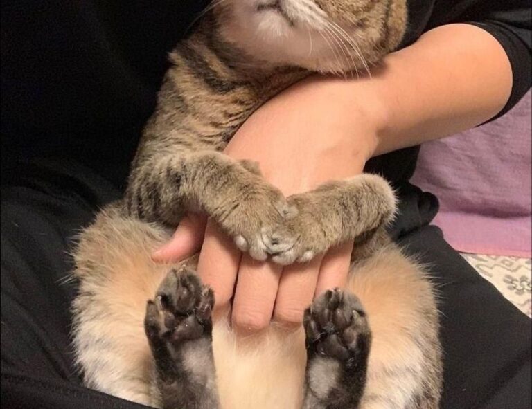 top monitors jogameplayer