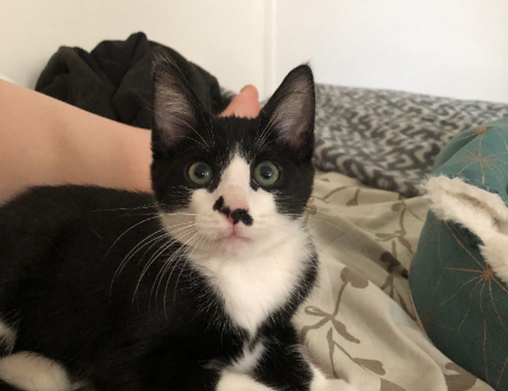 tportulator console guide by theportablegamer