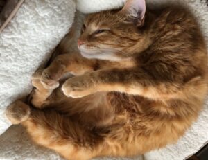 tutorials game tportgametek