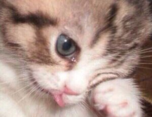 which game engine should i use tportgametek