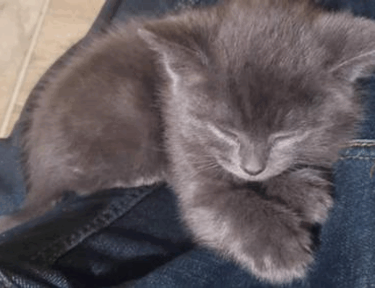 which gaming monitor should i buy gamrawresports