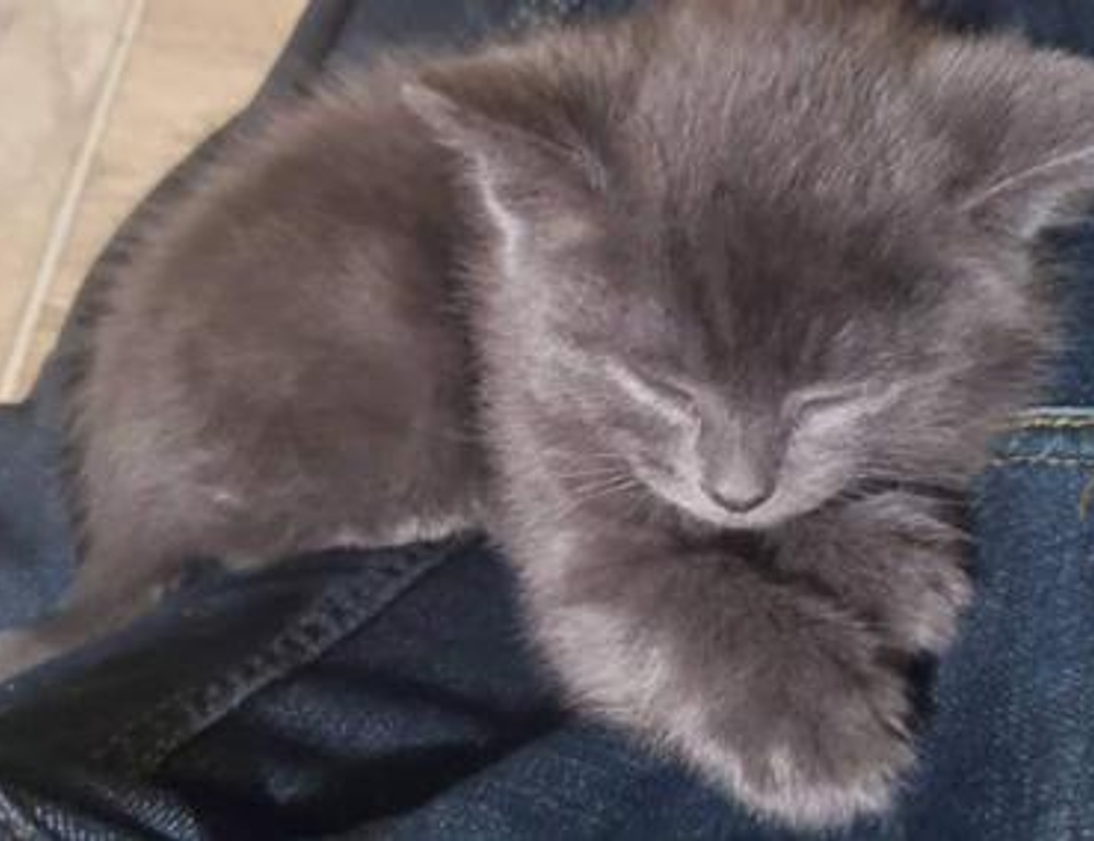 which gaming monitor should i buy gamrawresports