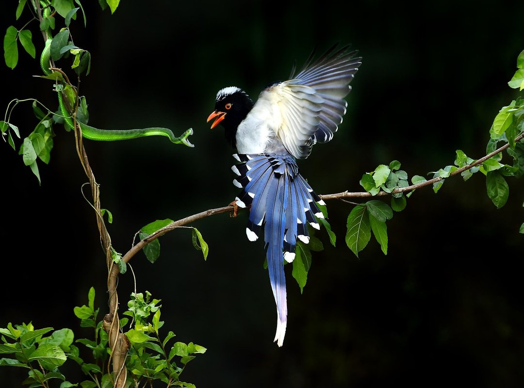 Key Players and Decisive On-Field Battles