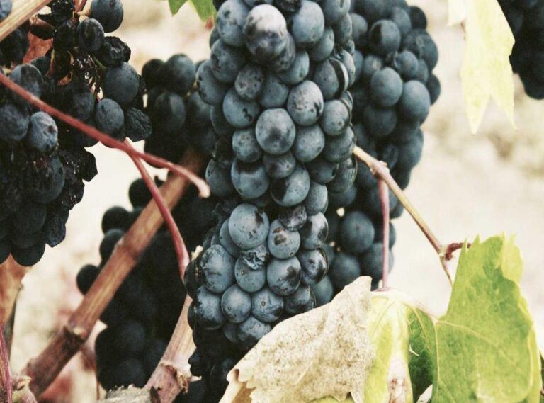 al-taawon - al nassr opstellingen